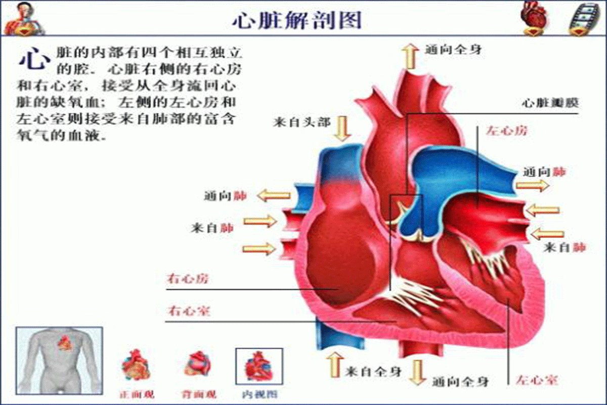 “指尖”上轻松监测心脏保健康
